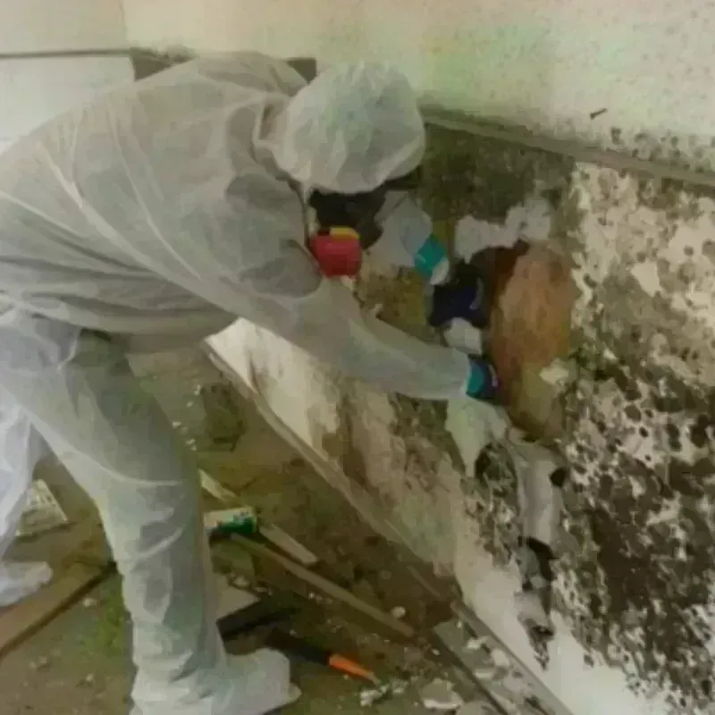 Mold Remediation and Removal in Wellsville, UT